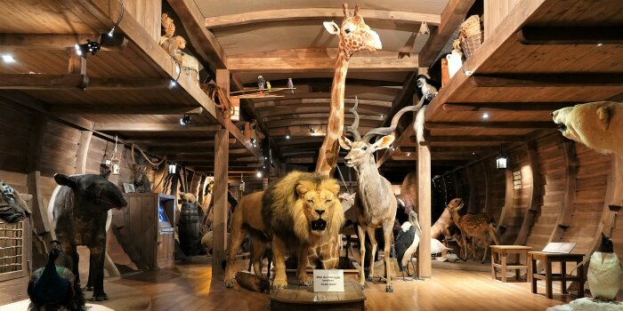 ein großer, mit Holz vertäfelter Raum mit großen, ausgestopften Wildtieren wie Löwe und Giraffe