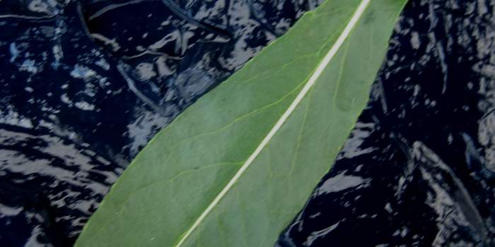 „Blau machen“ – Färbeworkshop